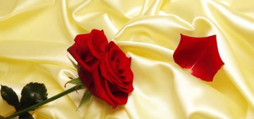 red-rose-on-silk