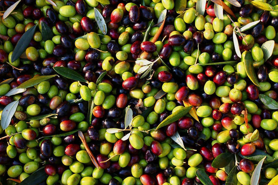 picked-olives-ii