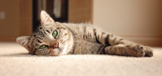 cat-on-carpet
