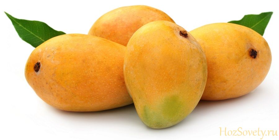 Kak Hranit Mango V Domashnih Usloviyah