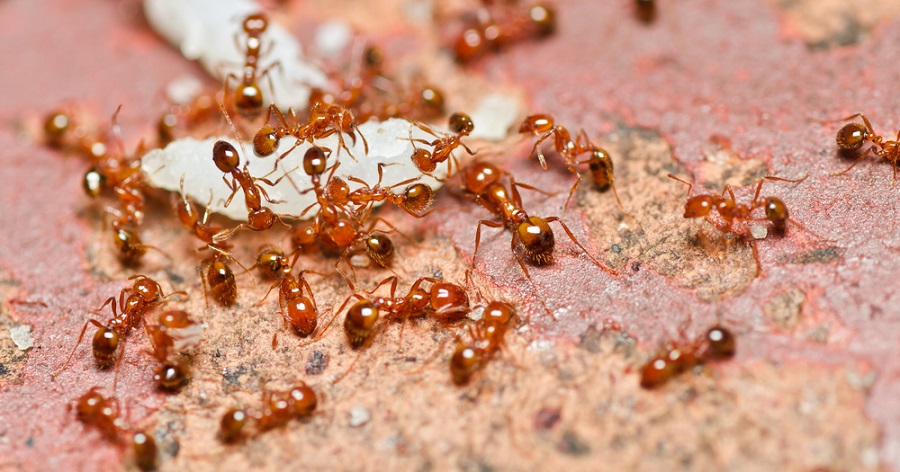 Мелкие коричневые муравьи в квартире