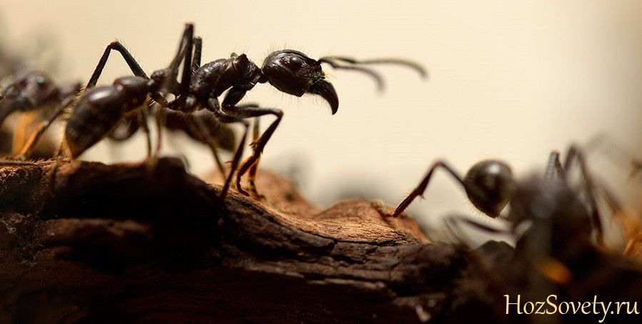 черные муравьи1