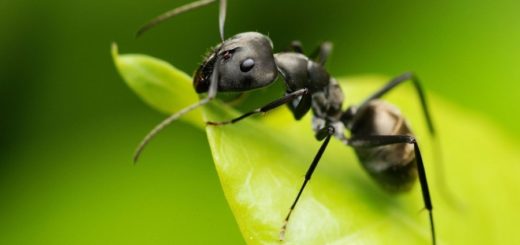 черный муравей