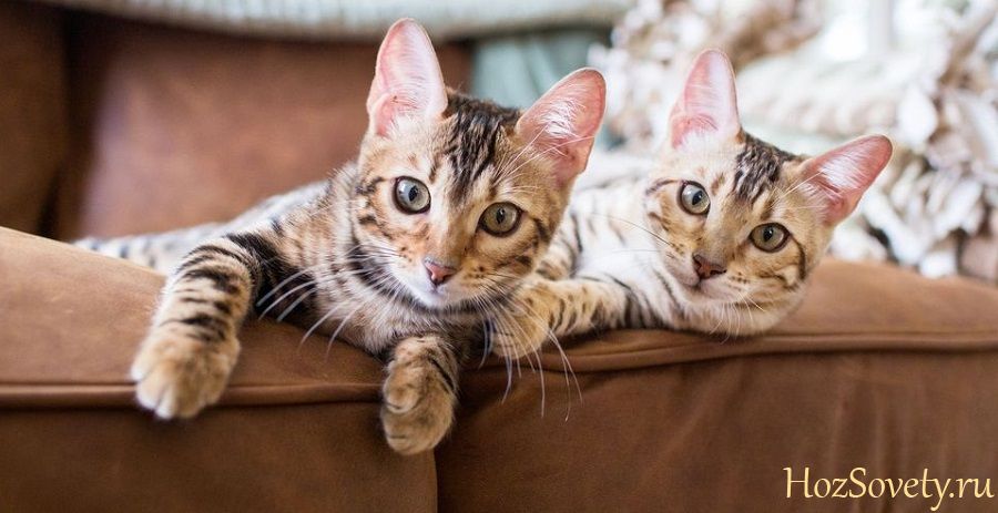 коты на кожаном диване
