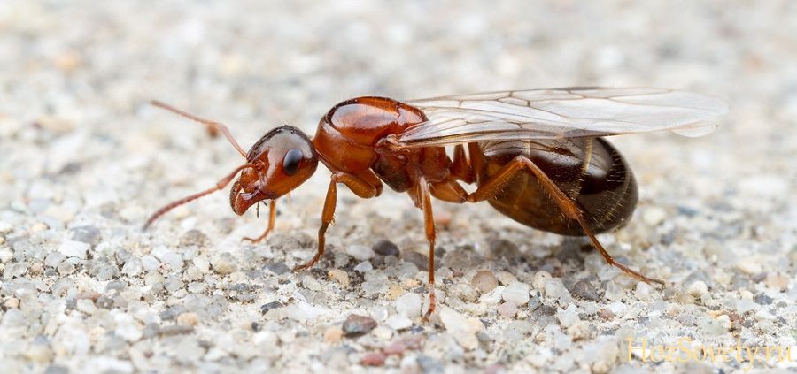 как избавиться от летучих муравьев