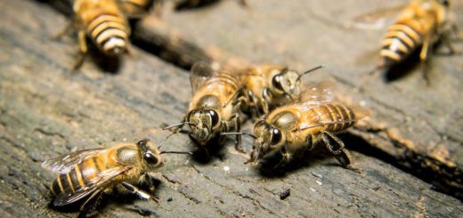 как избавиться от древесных пчел